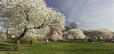 branch brook park webcam|WATCH: Cherry Blossom Live Feed Launches In。